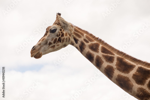 Portrait of a giraffe . The animal looks directly into the camer