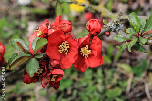 Quittenblüte