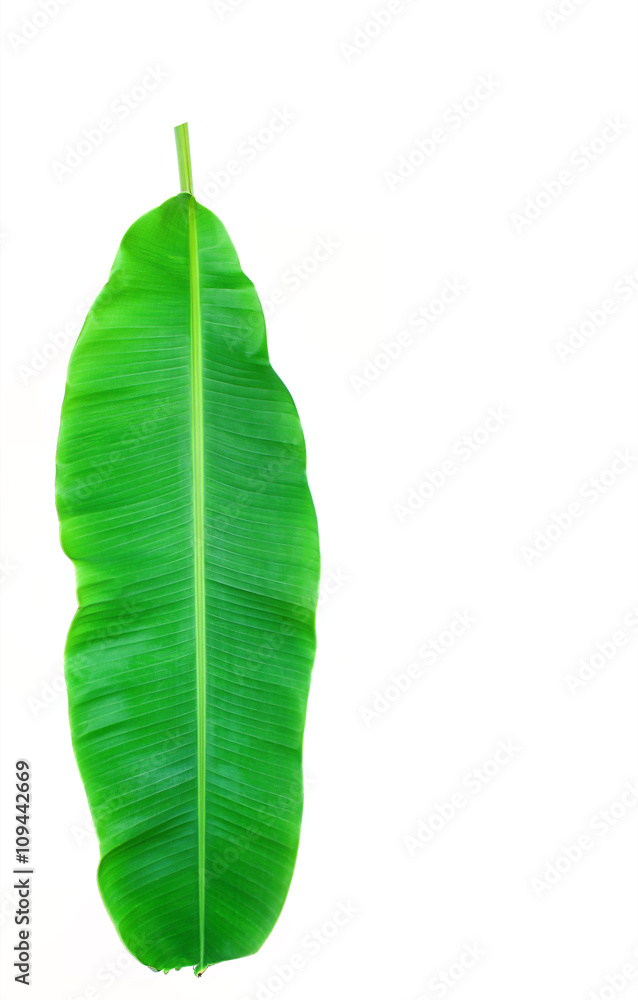 Fresh Banana Leaf Isolated On White Fresh Banana Leaf Isolated On White