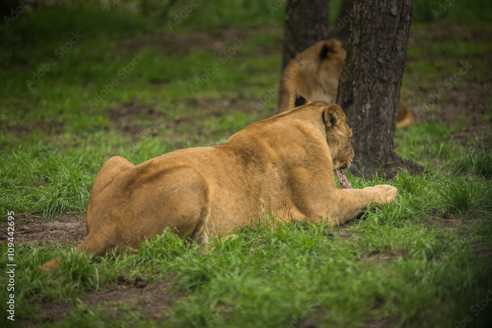 Fototapeta premium Lion eats with relish to his prey