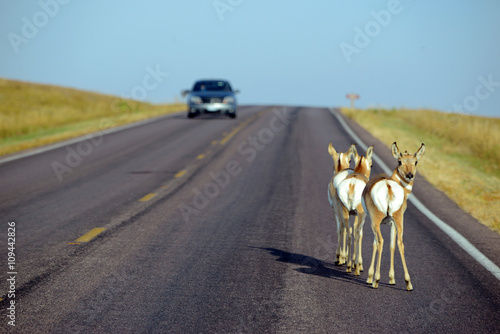 Roadkill of wildlife on roads while driving is a a major cause of animal death and car accidents in many parts of the country and speeding should be minimized accordingly to reduce risk of accident  photo
