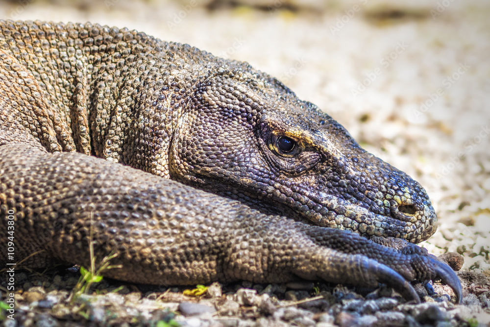 Obraz premium Close up of komodo dragon in Komodo Island, East Nusa Tenggara, Indonesia.