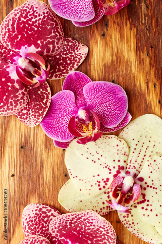 Fototapeta Naklejka Na Ścianę i Meble -  Orchid flowers