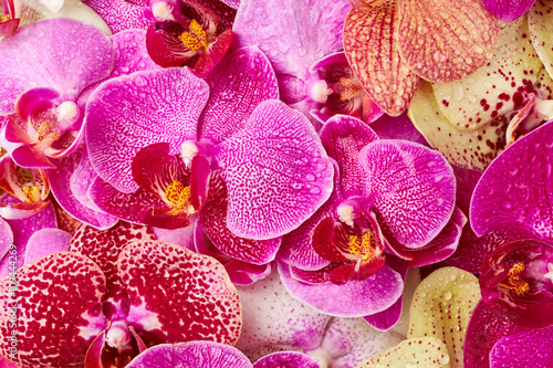 Fototapeta Naklejka Na Ścianę i Meble -  Orchid flowers with drops of water