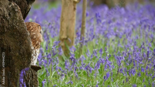 Tawny Owl (Strix aluco) Sitting in Tree Hollow in a Bluebell Wood