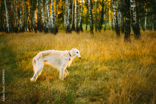 White Borzoi  Hunting dog in Spring Summer Forest. These dogs sp