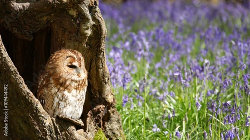 Tawny Owl (Strix aluco) Sitting in Tree Hollow in a Bluebell Wood