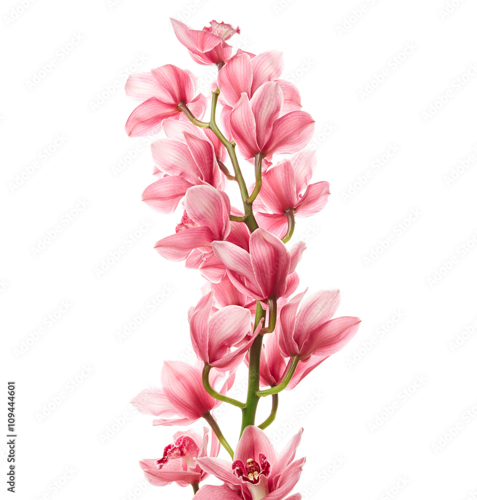 Orchid flowers Orchid flowers