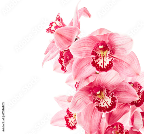 Fototapeta Naklejka Na Ścianę i Meble -  Orchid flowers