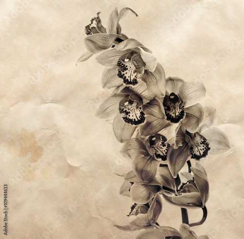 Fototapeta Naklejka Na Ścianę i Meble -  Vintage background with orchid flowers