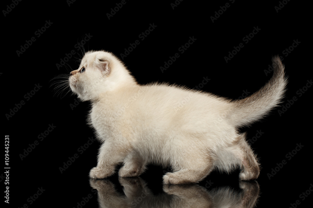 Obraz premium Cute White Scottish Fold Kitten Walking, side view Isolated Black