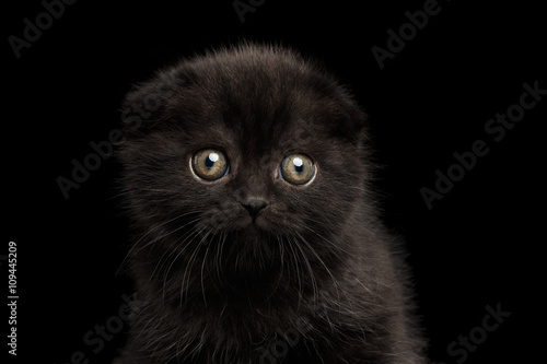 Closeup Portrait of Black Scottish Fold Kitten Looking in Camera Isolated