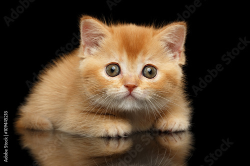 Closeup Red Scottish Straight Kitten Looks question, Isolated Black