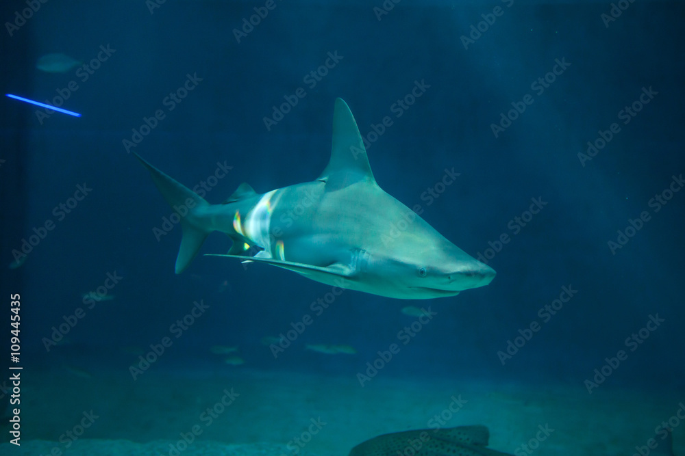 Fototapeta premium Sandbar shark (Carcharhinus plumbeus).