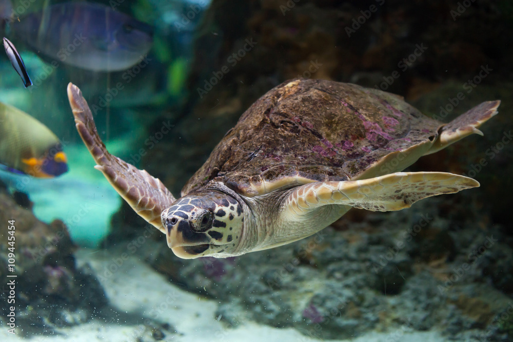 Fototapeta premium Loggerhead sea turtle (Caretta caretta).