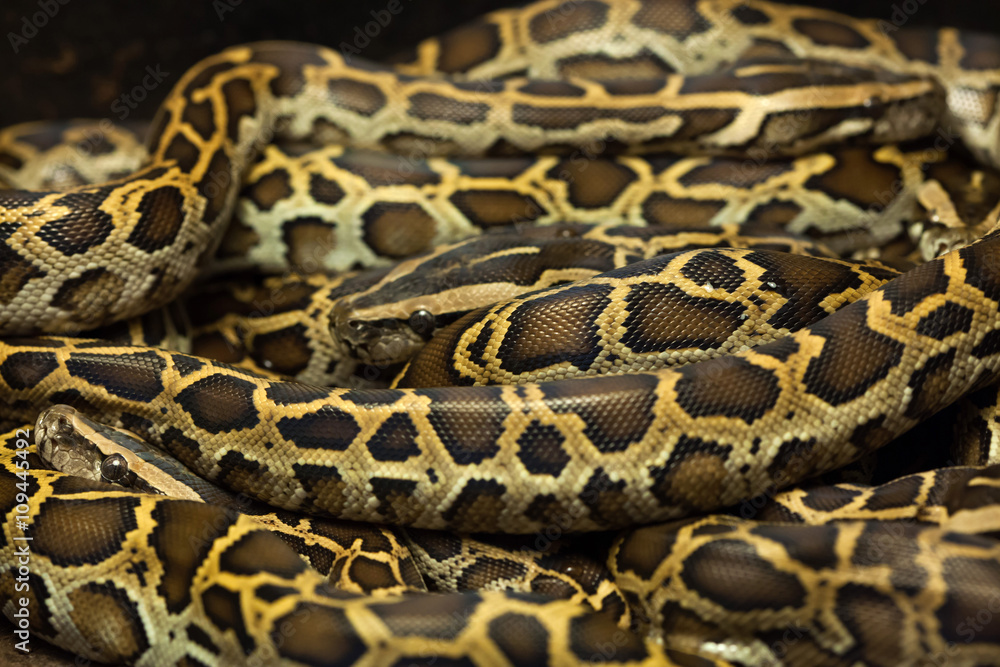 Naklejka premium Pyton birmański (Python bivittatus).