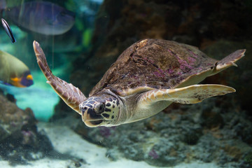 Sierkussen Schildpad Onechte karetschildpad in helder water  © Vladimir Wrangel