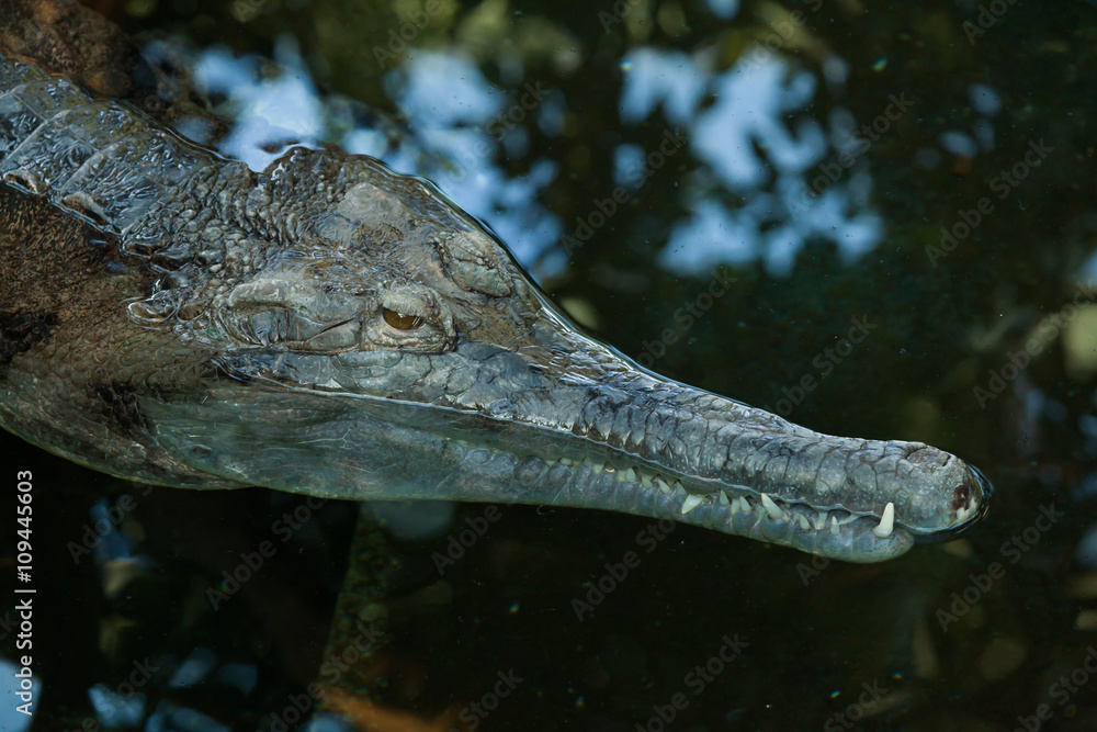 Fototapeta premium False gharial (Tomistoma schlegelii).