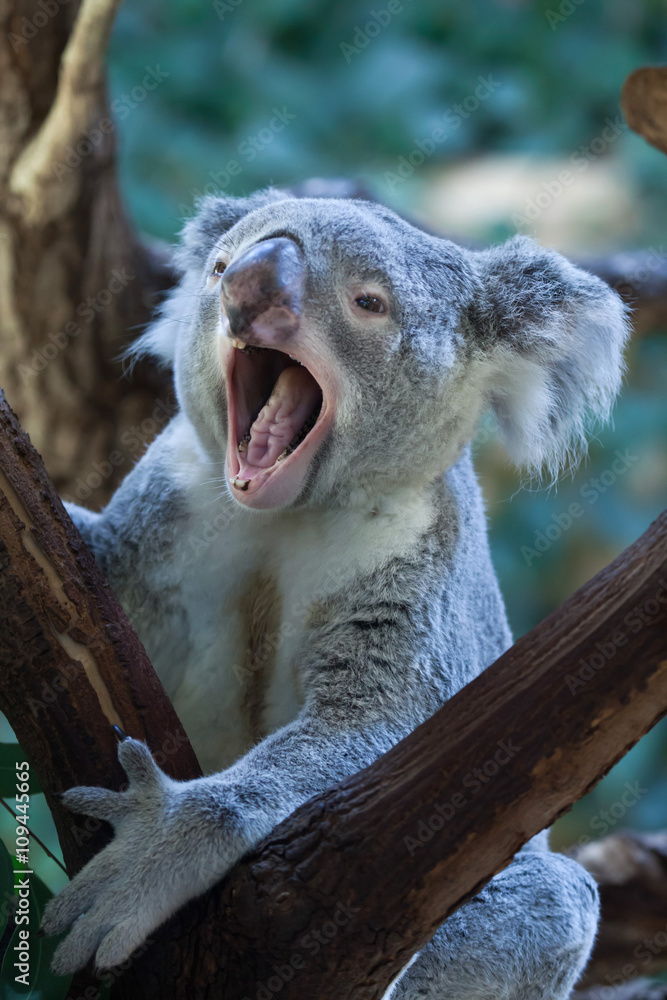 Fototapeta premium Queensland koala (Phascolarctos cinereus adustus).