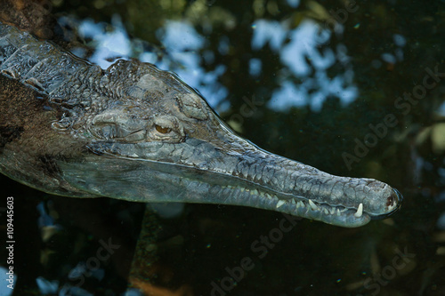 False gharial (Tomistoma schlegelii). © Vladimir Wrangel
