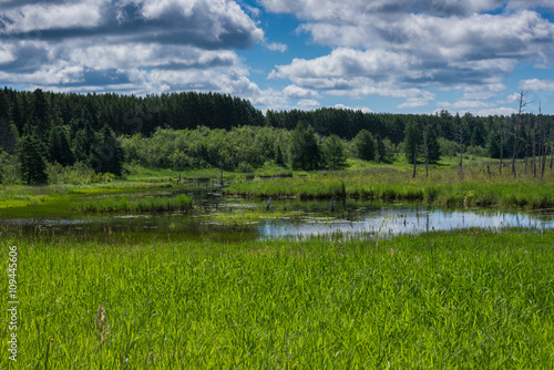 Valokuva Marshland near Moose lake, Minnesota