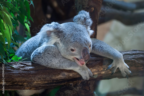 Fototapeta Naklejka Na Ścianę i Meble -  Queensland koala (Phascolarctos cinereus adustus).