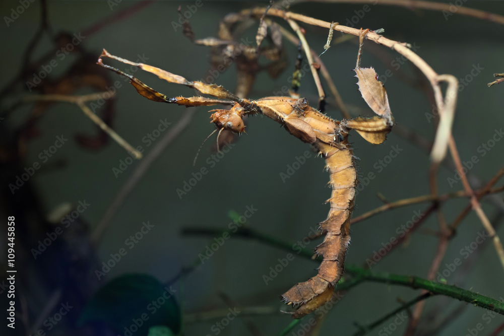 Fototapeta premium Giant prickly stick insect (Extatosoma tiaratum).