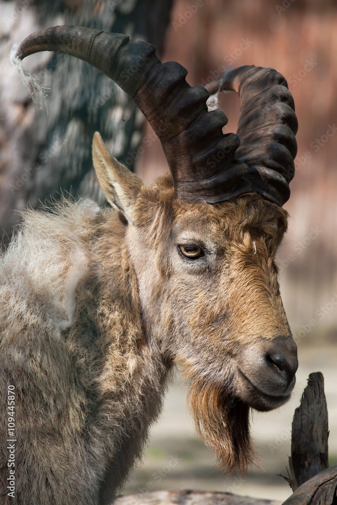 West Caucasian tur (Capra caucasica).