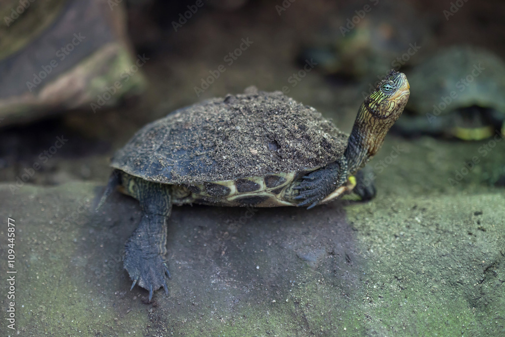 Fototapeta premium Chinese stripe-necked turtle (Ocadia sinensis).
