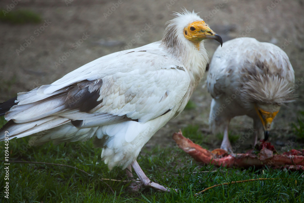 Fototapeta premium Sęp egipski (Neophron percnopterus).