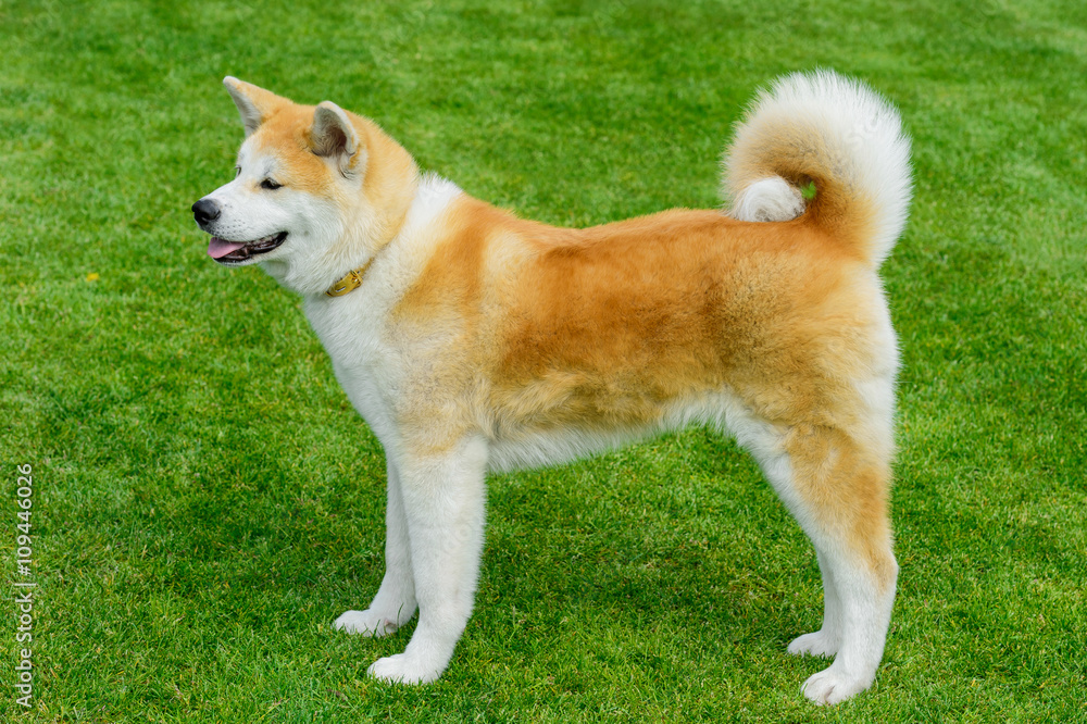 Akita - young dog standing on the green field. Akita - young dog standing on the green field.