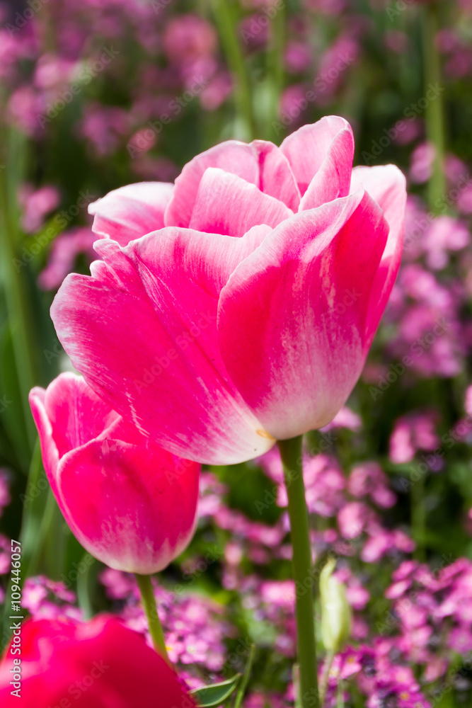 Pink Tulips