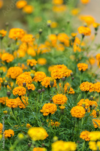 Beautiful field of yellow Marigold flowers