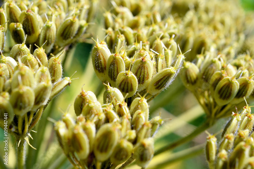 Giant Hogweed. photo