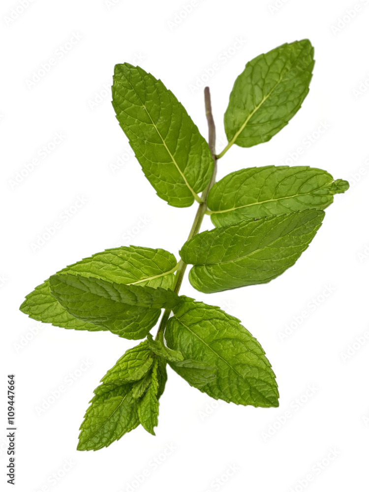 Hierbabuena Mentha spicata aislada en fondo blanco Hierbabuena Mentha spicata aislada en fondo blanco