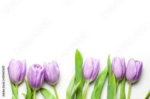Purple tulips on a pearl color tile with copy space