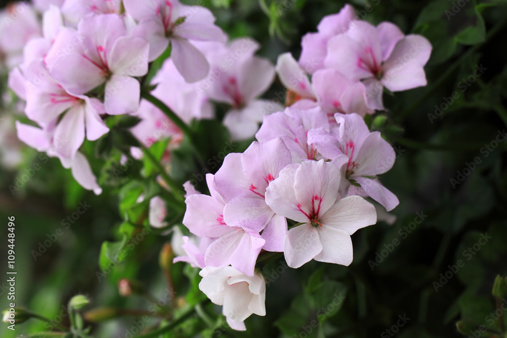 There are very many kinds of Geraniums flowers There are very many kinds of Geraniums flowers