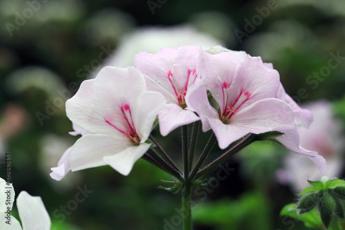 Fototapeta Naklejka Na Ścianę i Meble -  Closeup of pink Geraniums flower