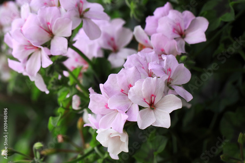 Fototapeta Naklejka Na Ścianę i Meble -  There are very many kinds of Geraniums flowers 