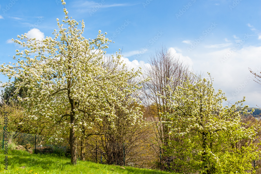 Fototapeta premium Bergisches Land - Baumblüte