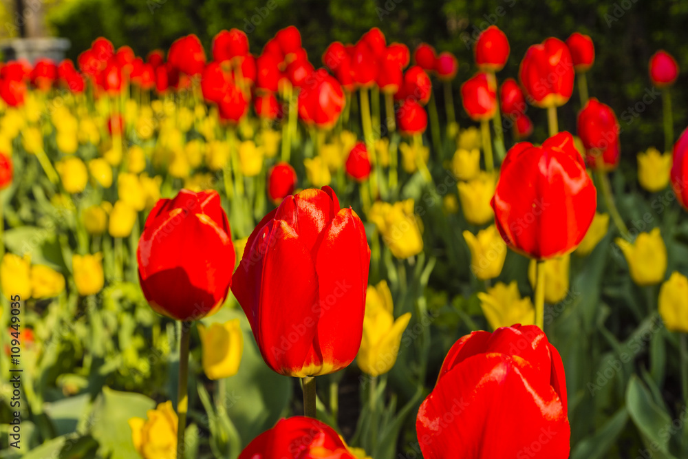 Red tulip (Tulipa L).