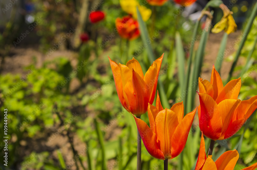 Beautiful red tulips. Beautiful red tulips.