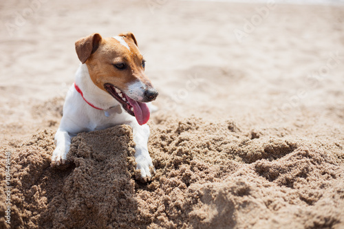 Fototapeta Naklejka Na Ścianę i Meble -  Small Jack Russel puppy dog playing on the beach