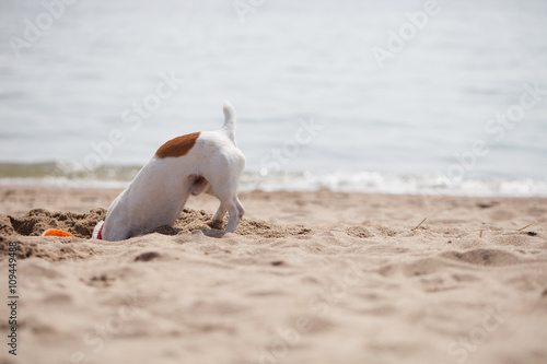 Fototapeta Naklejka Na Ścianę i Meble -  Small Jack Russel puppy dog playing on the beach