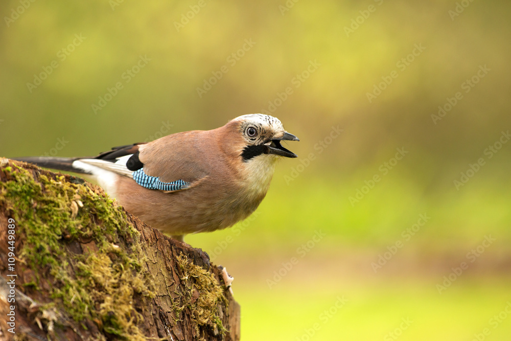 Obraz premium Jay (Garrulus glandarius) on a tree trunk