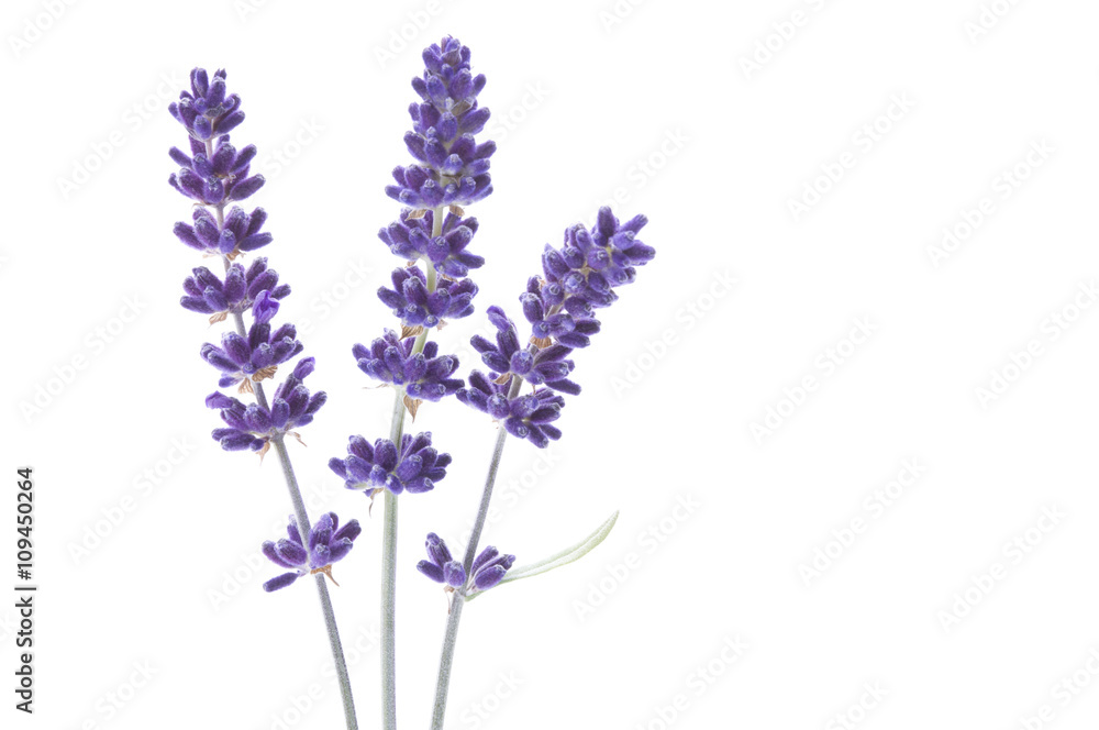 Lavendelblüten Stock Photo | Adobe Stock