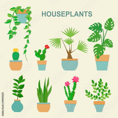 Vector collection of houseplants and flowers in pots. Vector flat illustration
