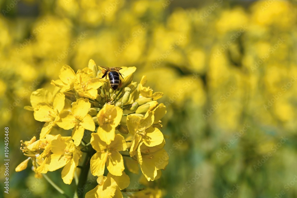 Field with rape (Brassica napus) (Brassica napus) Field with rape (Brassica napus) (Brassica napus)