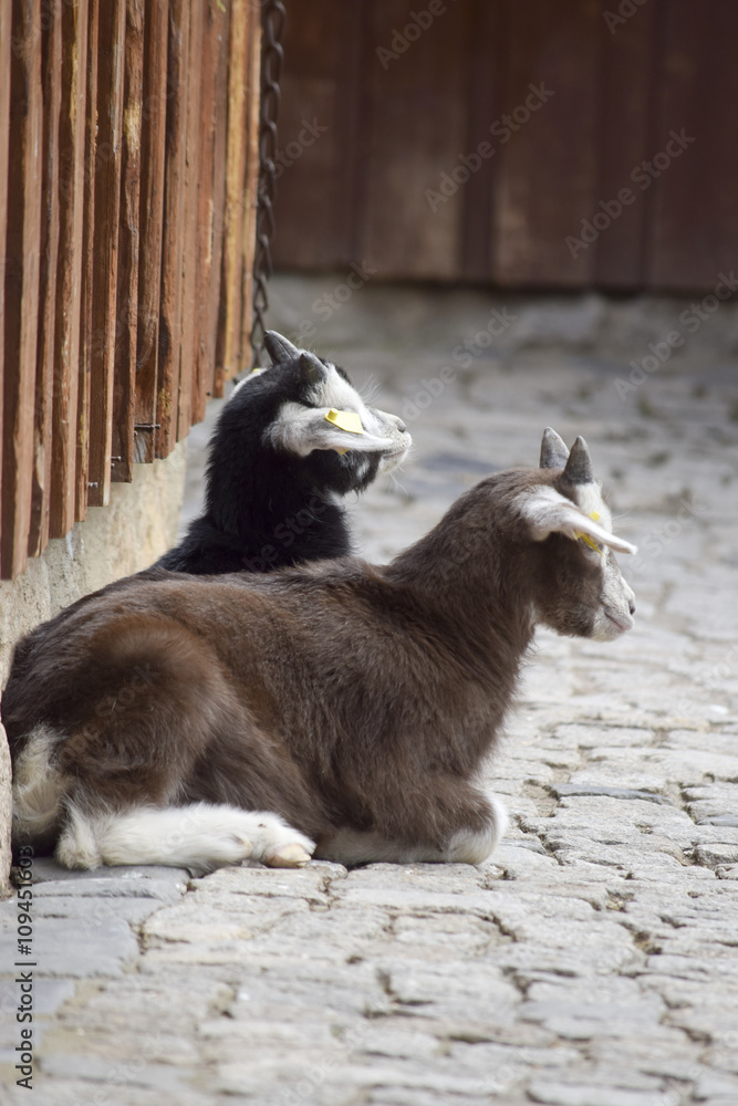 Obraz premium small goats on the farm - kleine Ziegen auf dem Bauernhof