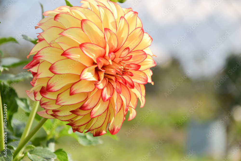 Close up of Dahlia flower in garden on spring time - obrazy, fototapety, plakaty 